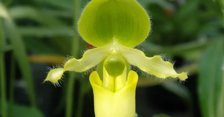 Paphiopedilum primulinum