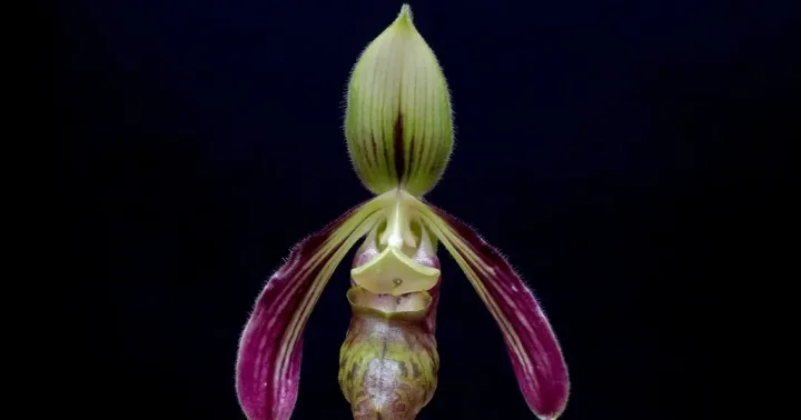 Paphiopedilum sangii