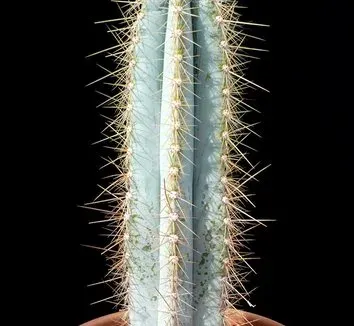 Pilosocereus magnificus