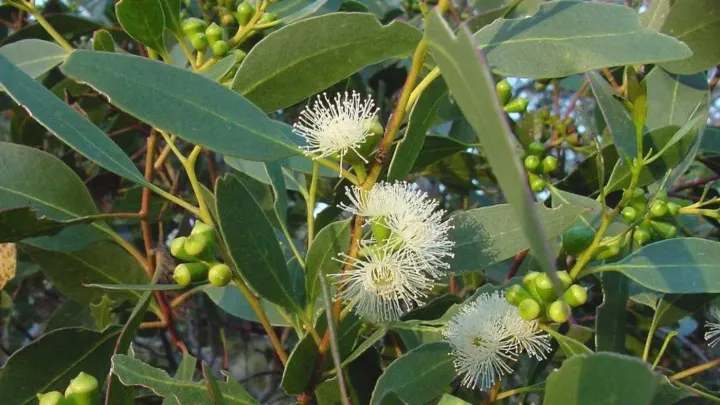 Eucalyptus barberi