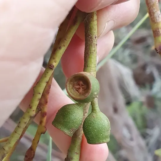 Eucalyptus burgessiana