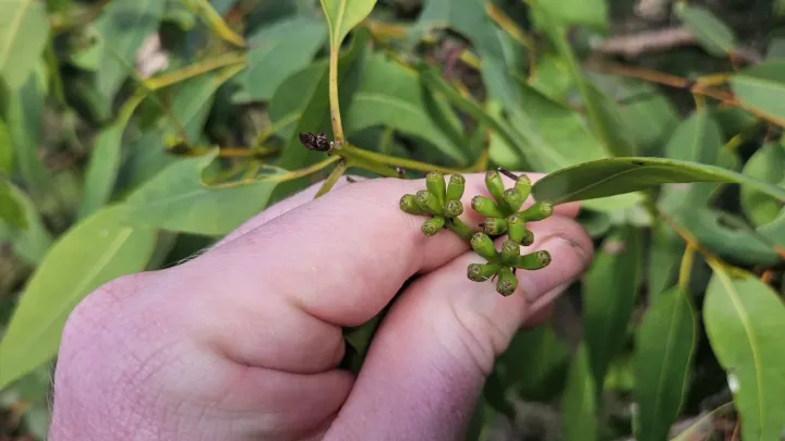 Eucalyptus guilfoylei