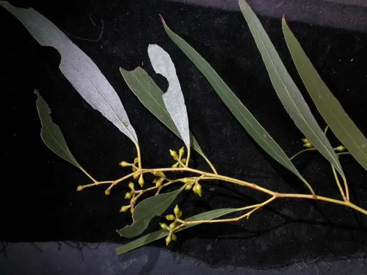 Eucalyptus rodwayi
