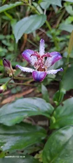 Tricyrtis lasiocarpa