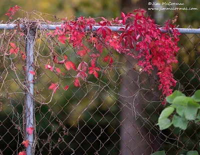 Виноград дівочий