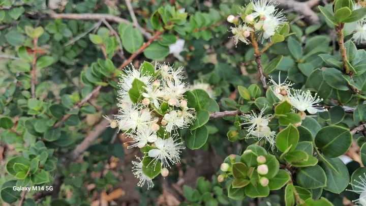 Myrcianthes leucoxyla