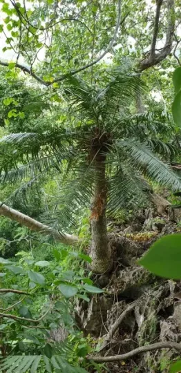 Cycas petraea