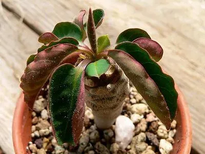 Euphorbia ankarensis