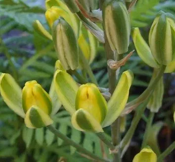 Albuca clanwilliamae-gloria