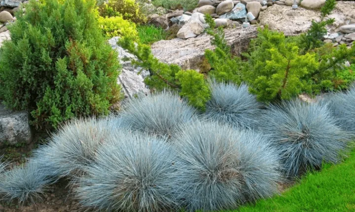 Glacier fescue
