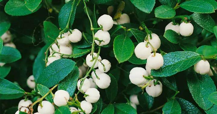 Box-leaved wintergreen