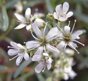 Lebanese gypsophila