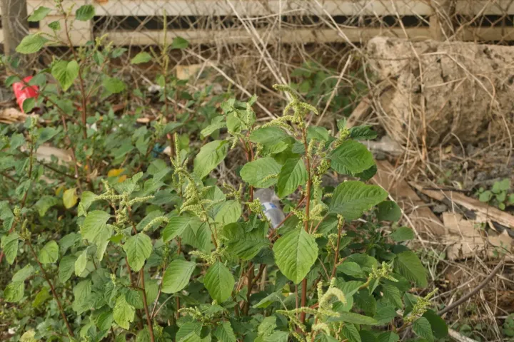 Amaranthus dubius