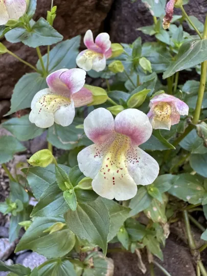 Mimulus naiandinus