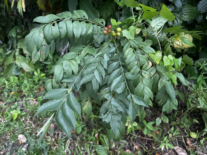 Murraya koenigii
