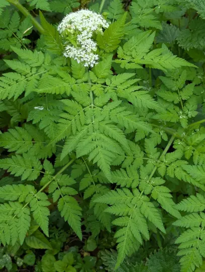 Sweet cicely