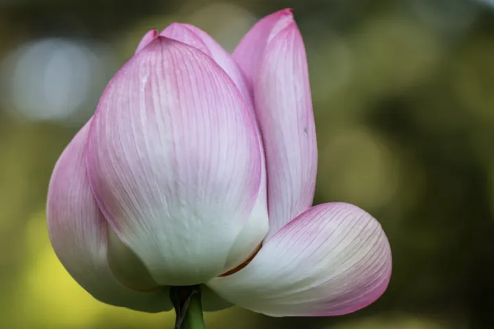 Sacred Lotus