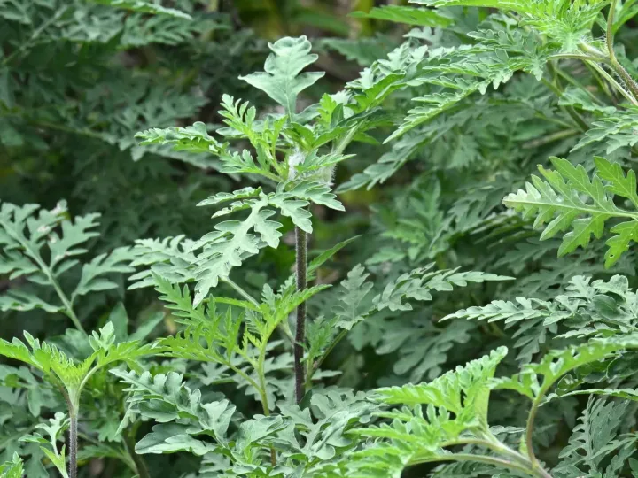 Common ragweed