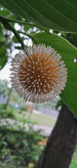 Neolamarckia cadamba