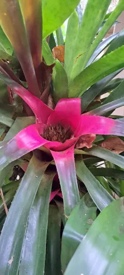 Neoregelia macrosepala
