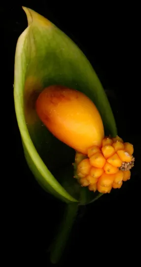 Nephthytis