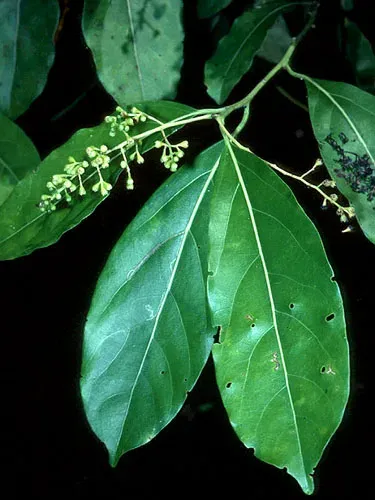 Ocotea cernua