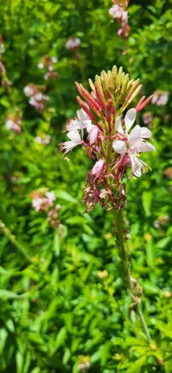 Gaura lindheimeri
