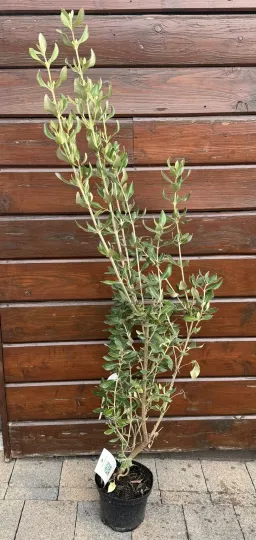 Olearia traversii