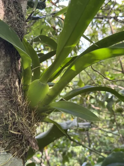 Oncidium altissimum