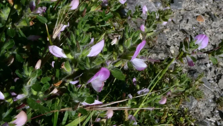 Creeping restharrow