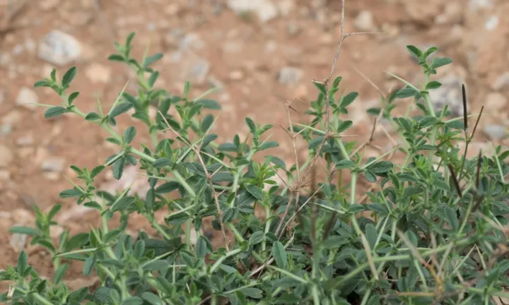 Spiny restharrow