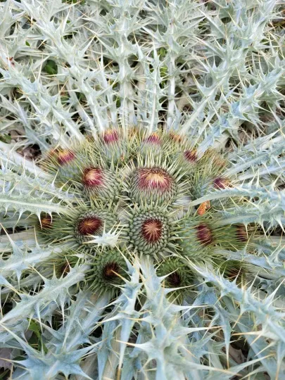Stemless cotton thistle