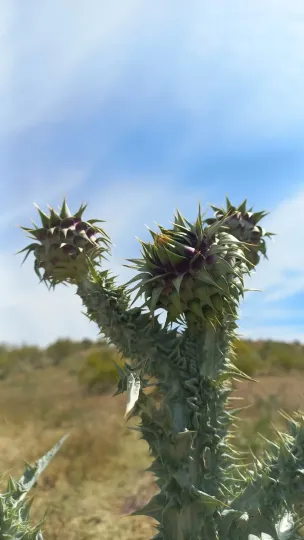 Illyrian cotton thistle