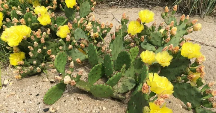 Eastern prickly pear