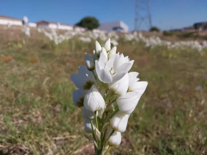 Ornithogalum thyrsoides