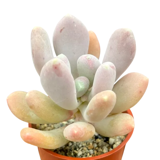 Pachyphytum glutinicaule