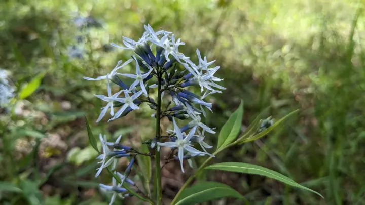 Amsonia hybrid