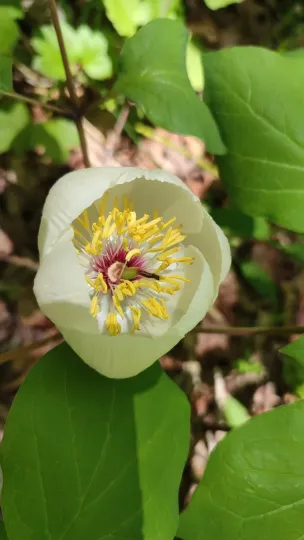 Japanese peony