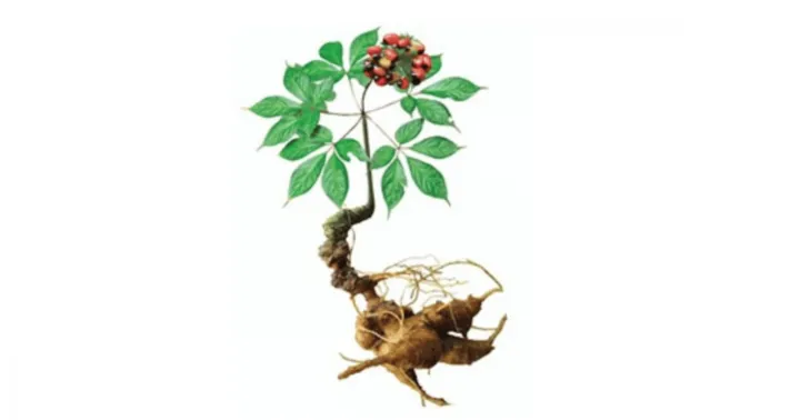 Vietnamese ginseng fuscidiscus