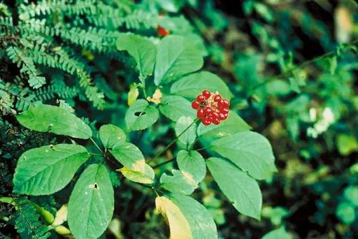 Vietnamese ginseng