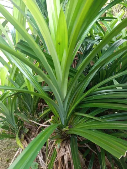 Pandan