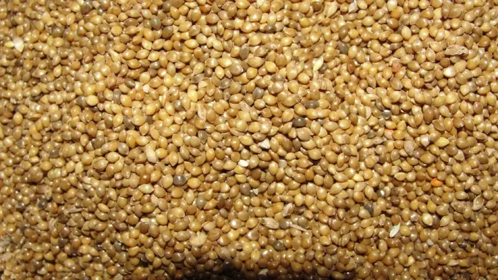 Panicum sumatrense