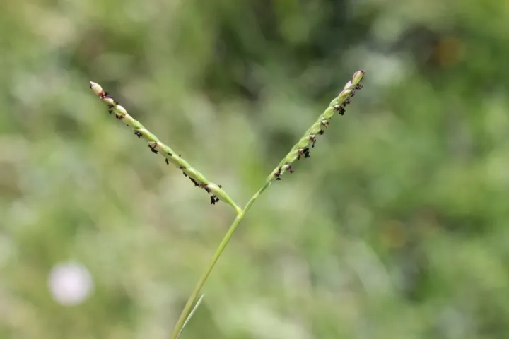 Knotgrass