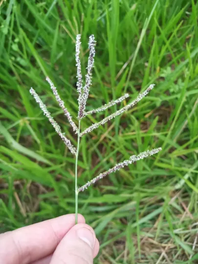 Paspalum maritimum