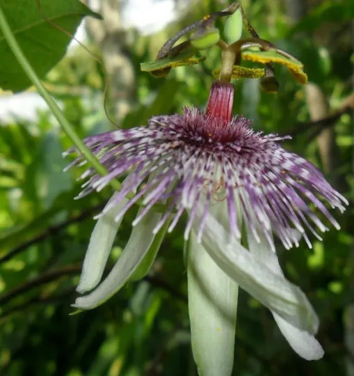 Пасифлора Мієрса