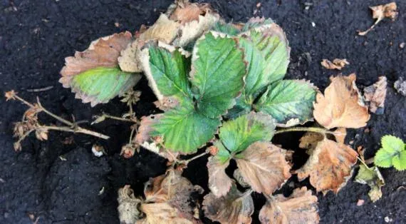 Strawberry downy mildew