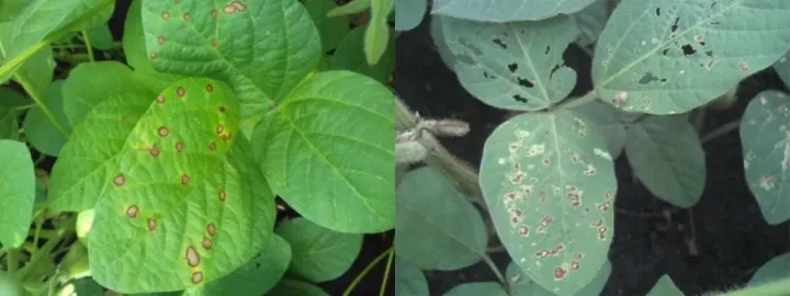 Phyllosticta leaf spot of soybean