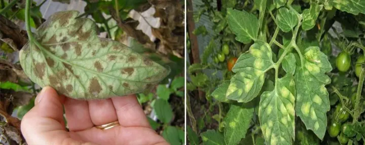 Tomato leaf mold