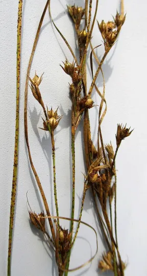 Uromyces silphii