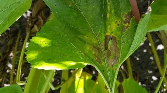 Phomopsis stem canker
